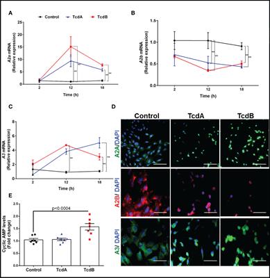 Adenosine receptors differentially mediate <mark class="highlighted">enteric glial cell</mark> death induced by Clostridioides difficile Toxins A and B